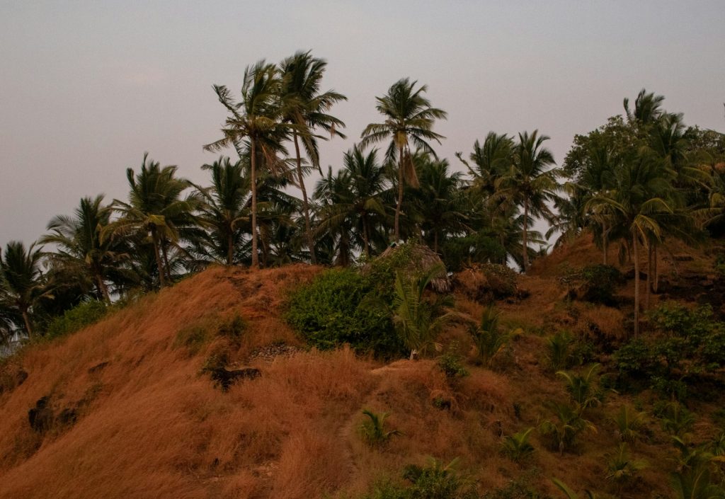 Palm trees on a dry, grassy hill