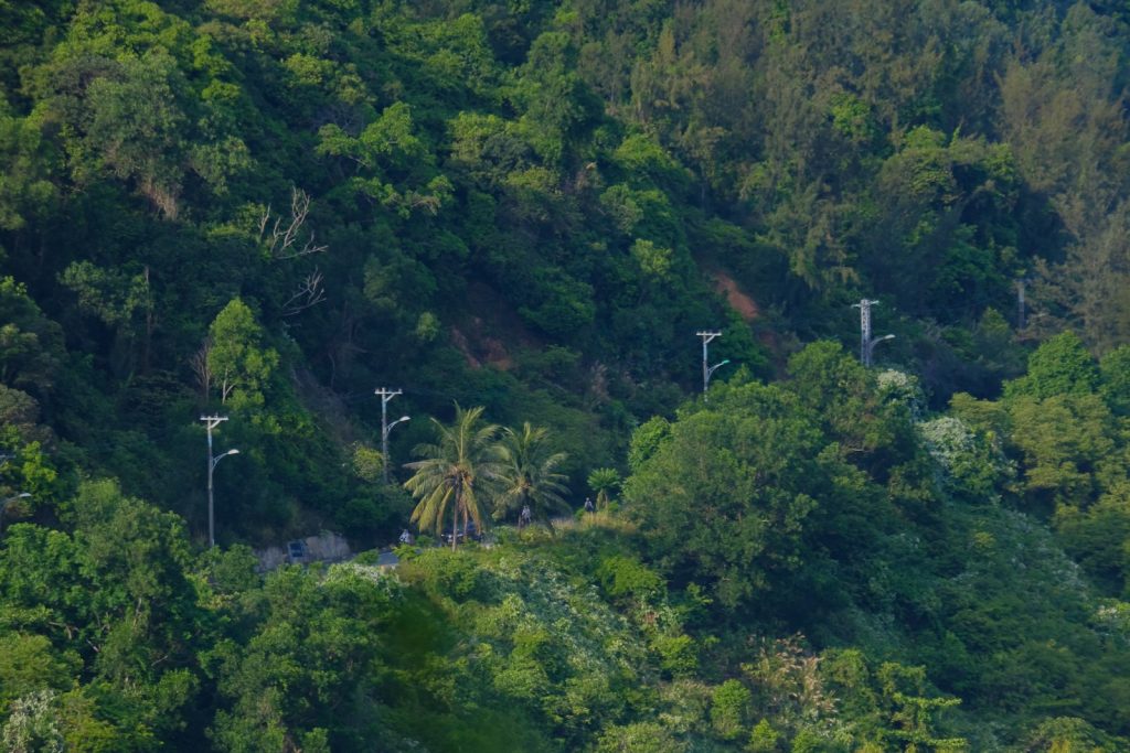 A winding road through a lush green forest with streetlights.